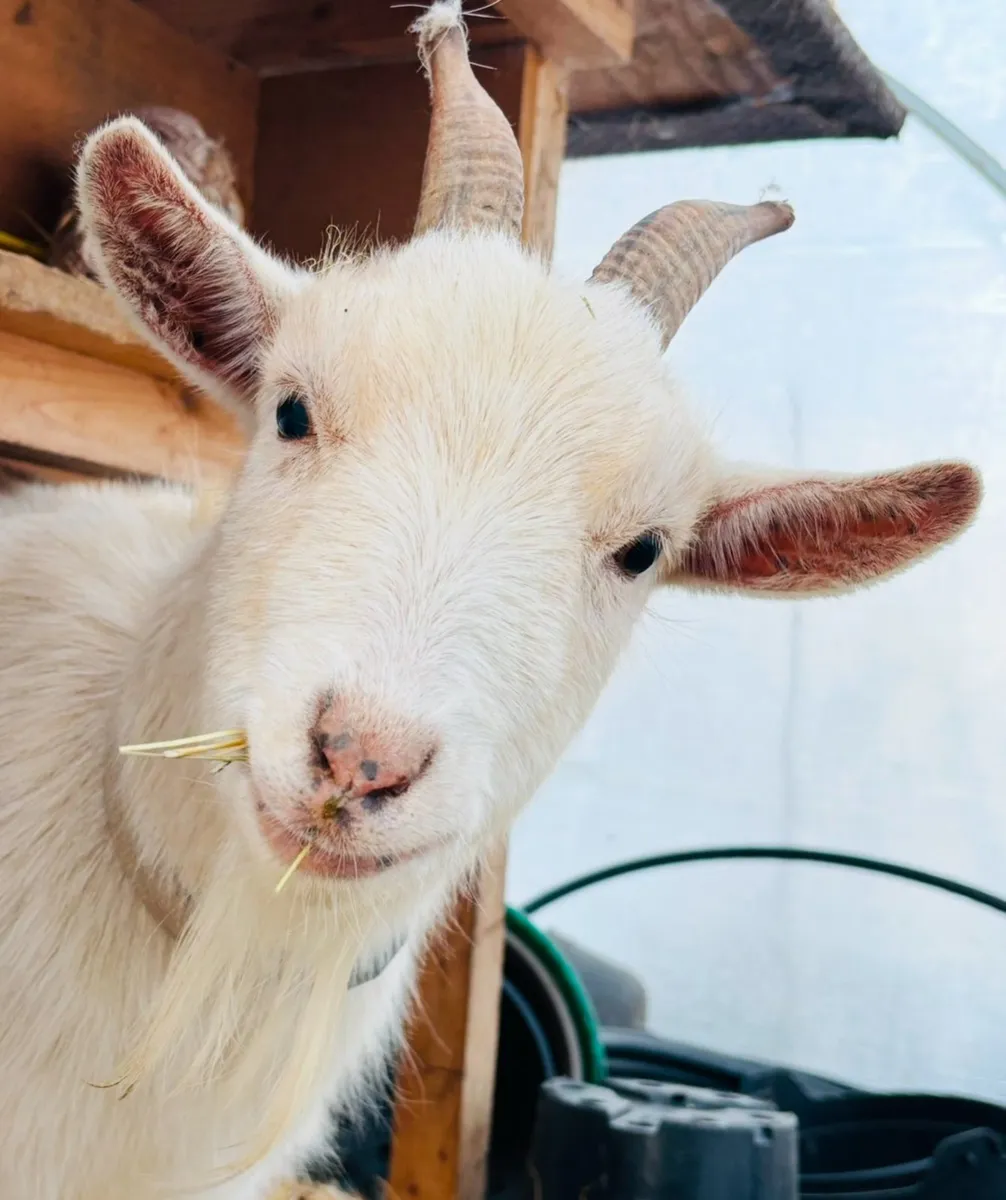 Pygmy Goats - Image 1