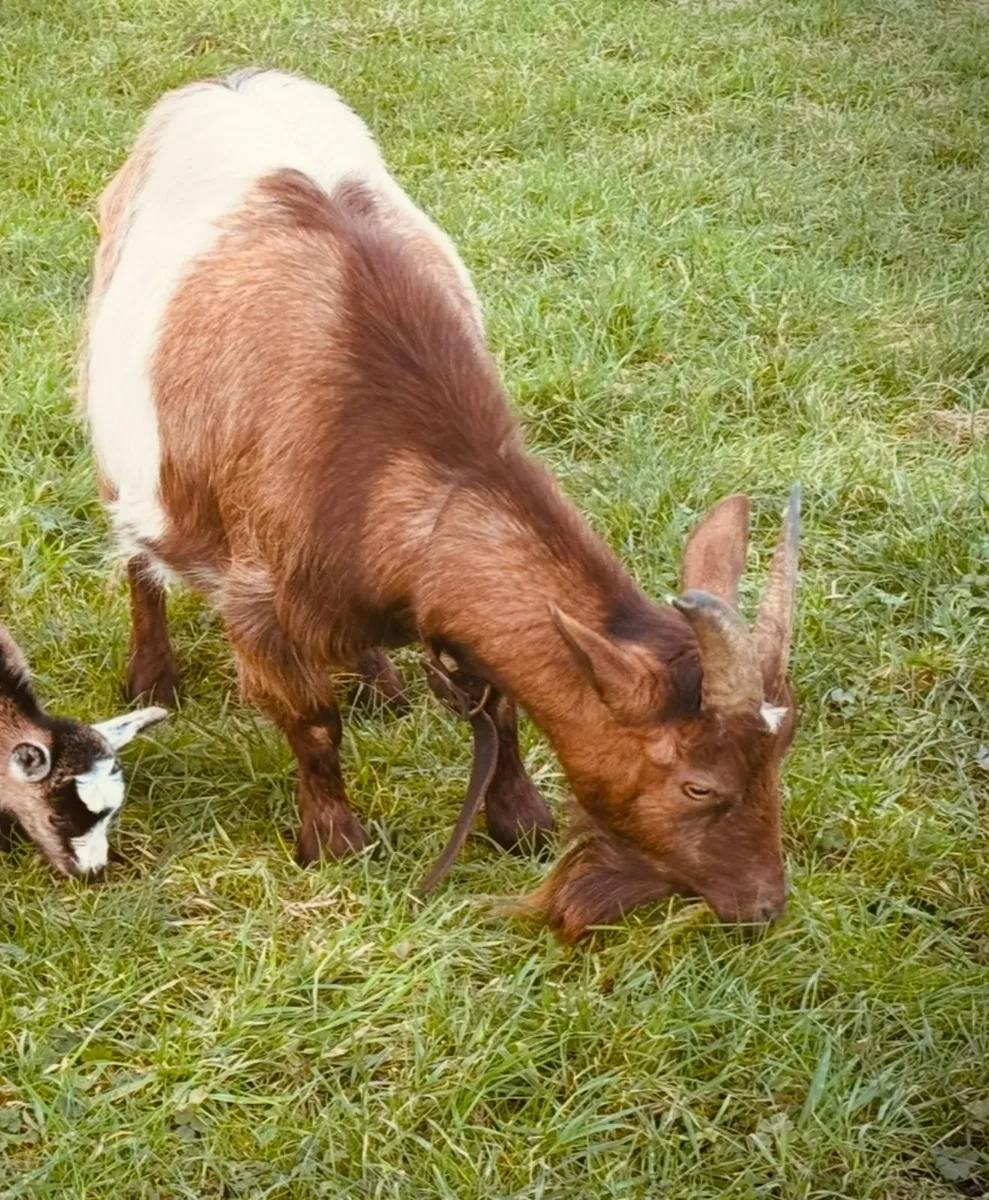 Pygmy Goats - Image 2