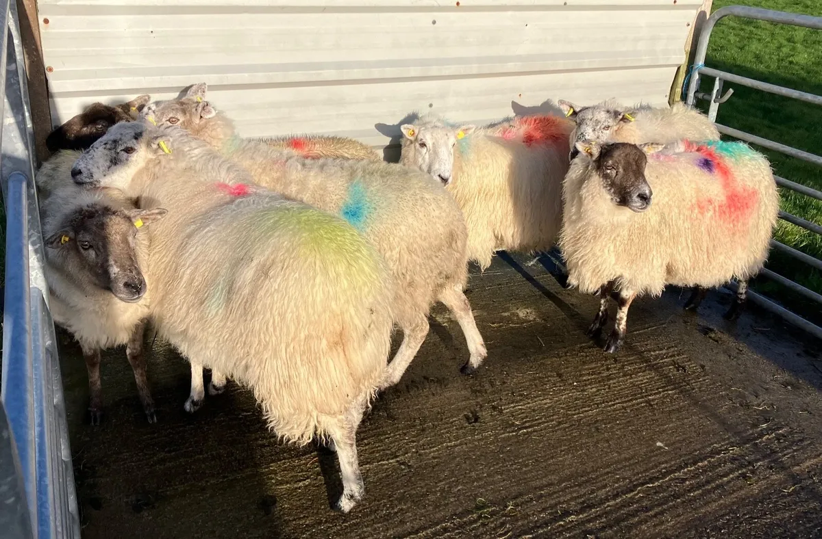 7 crossbred ewes in lamb - Image 1