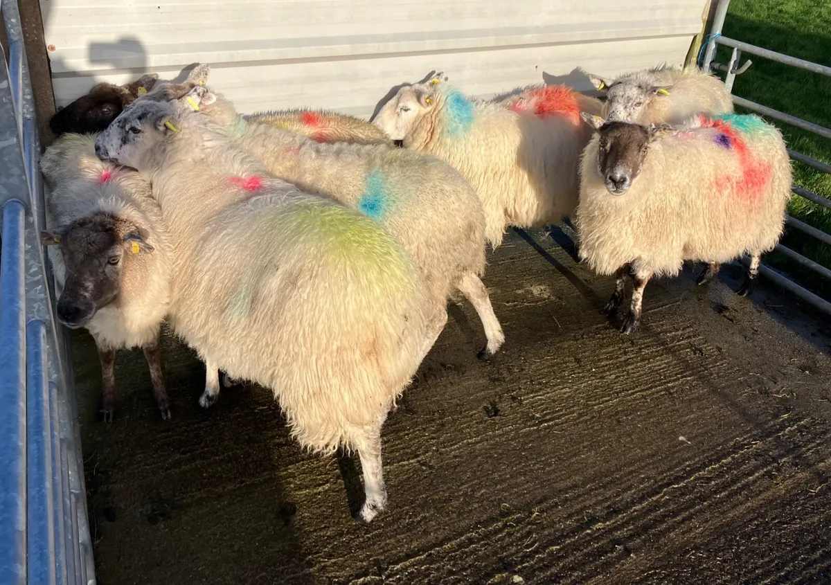 7 crossbred ewes in lamb - Image 2