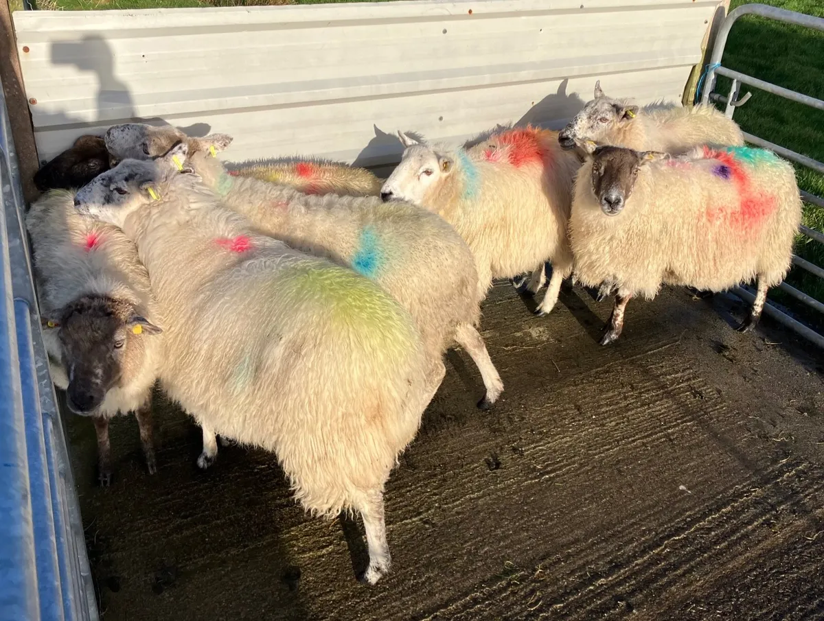 7 crossbred ewes in lamb - Image 3