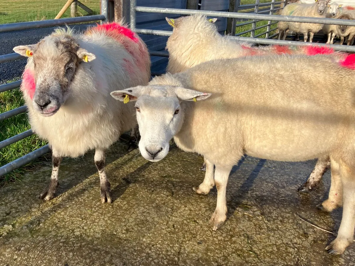 3 young ewes - Image 1