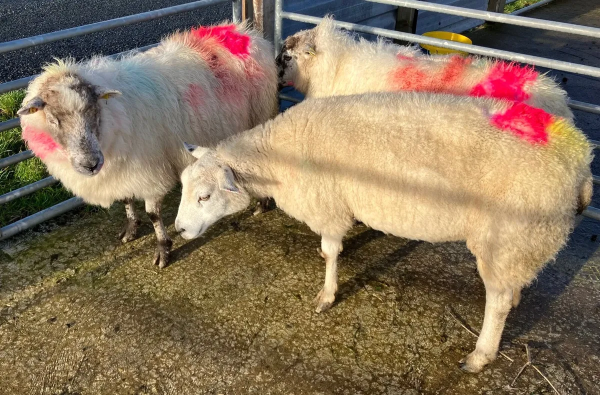 3 young ewes - Image 2