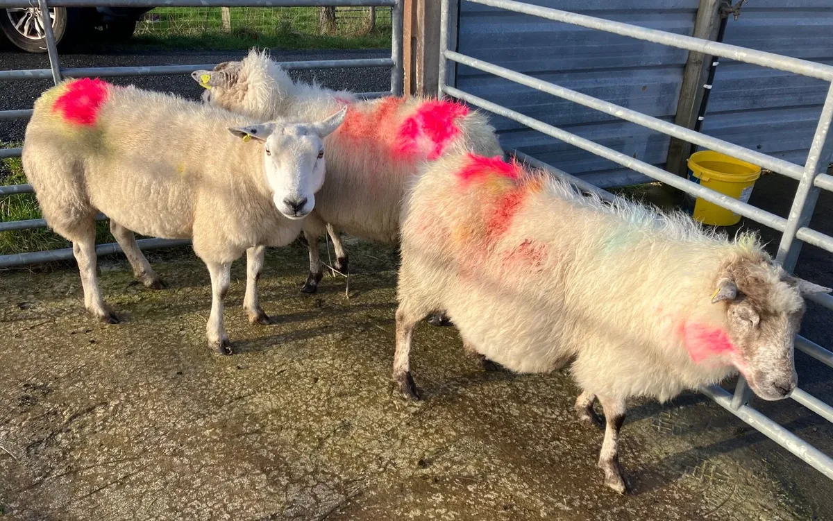3 young ewes - Image 3