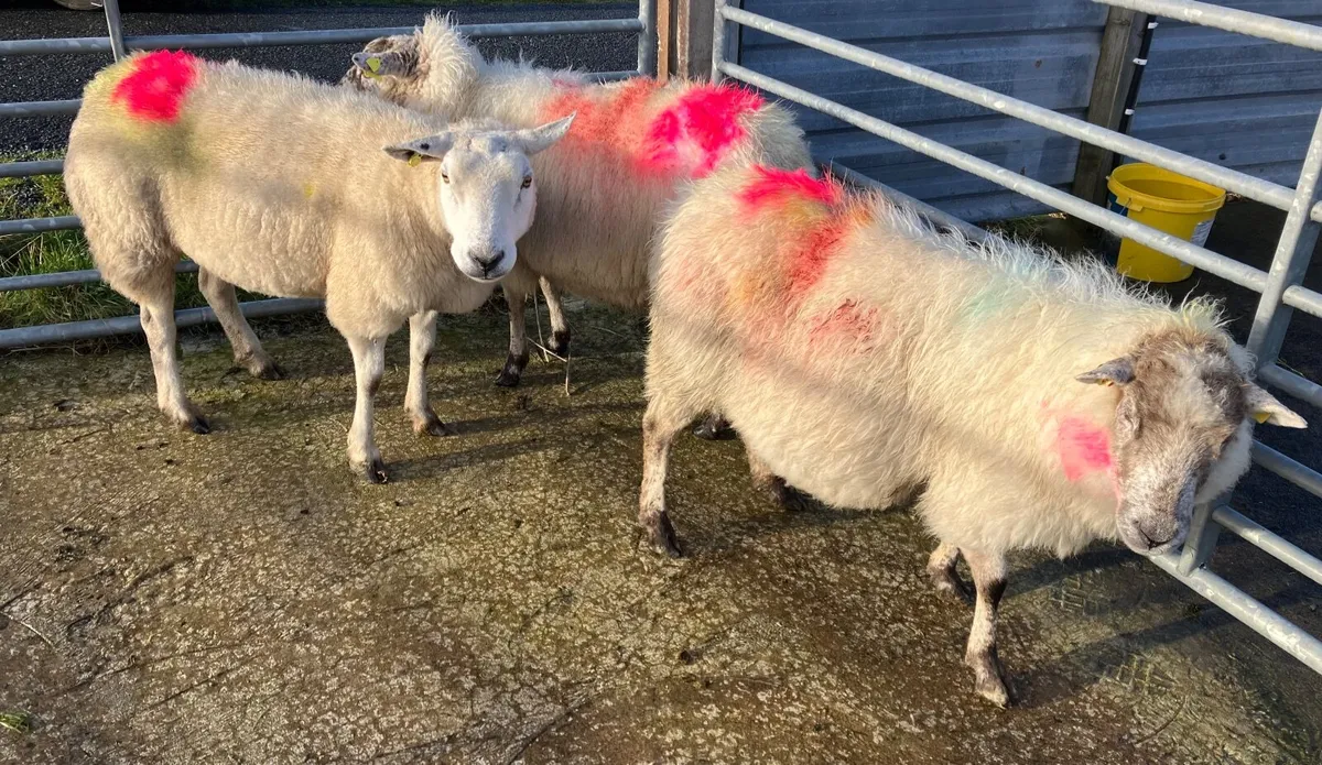 3 young ewes - Image 4