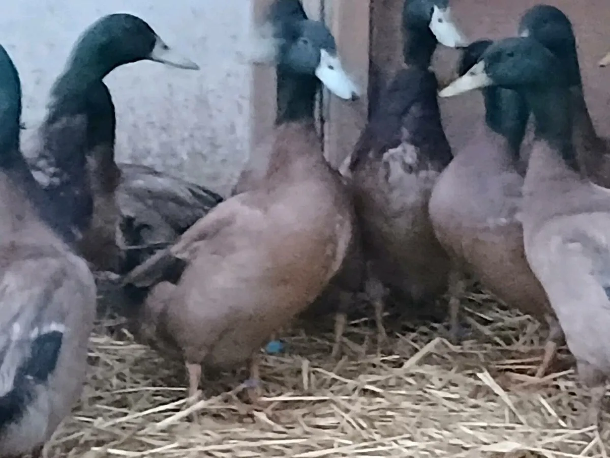 7 Months Old Khaki Campbell Drakes for sale - Image 1