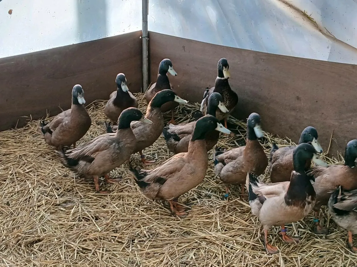 7 Months Old Khaki Campbell Drakes for sale - Image 4