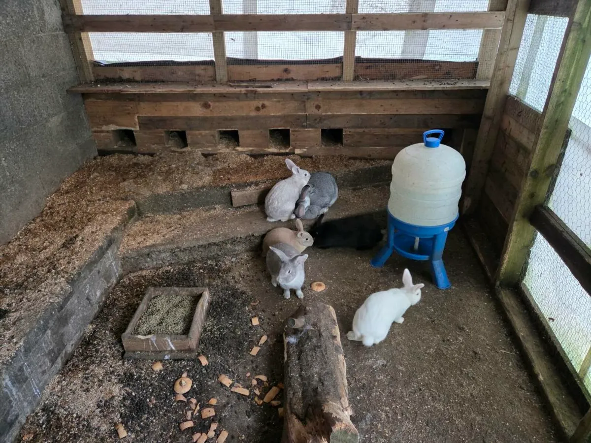 Rabbit (white) - Image 4