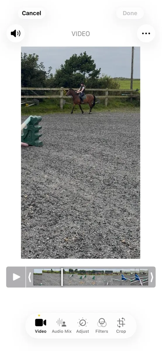 5yr old gelding - Image 2