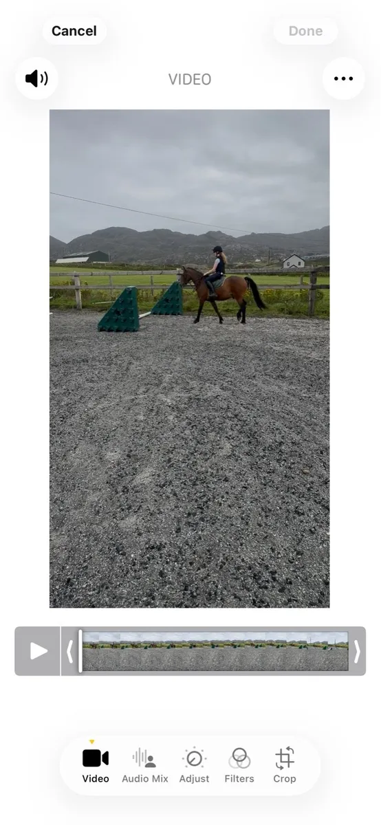 5yr old gelding - Image 3