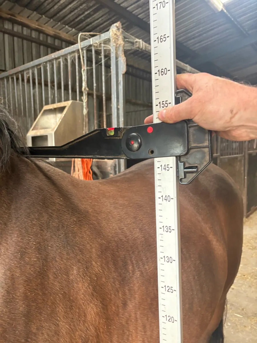 5yr old gelding - Image 4