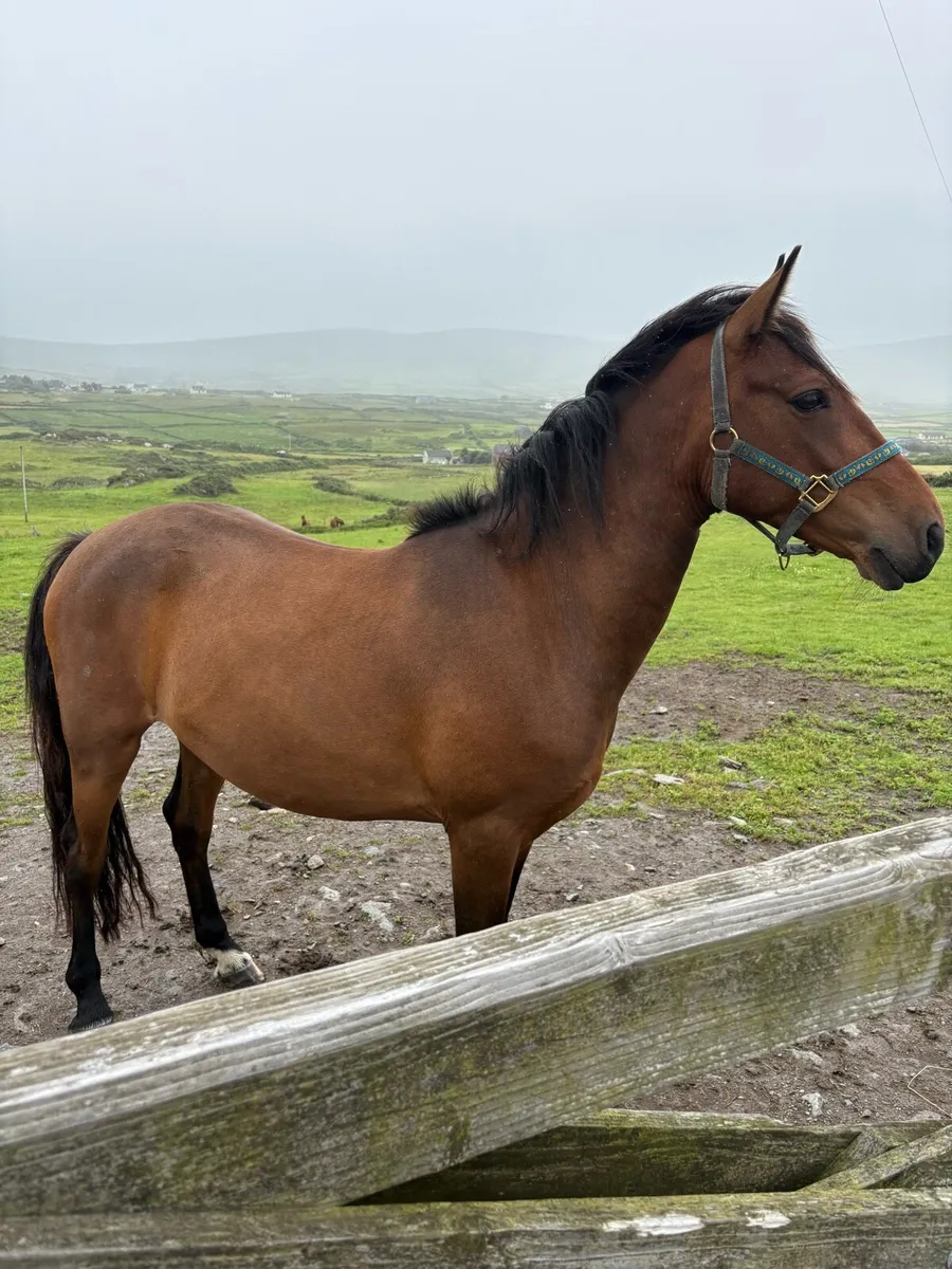 5yr old gelding - Image 1