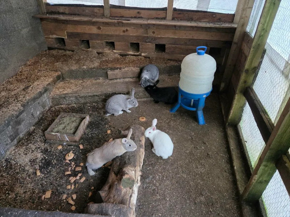 Rabbit (white) - Image 3