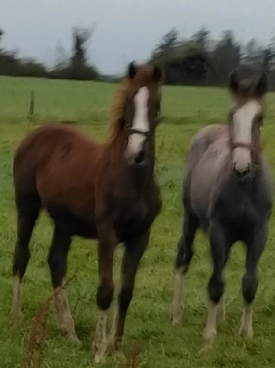 Horses - Image 1