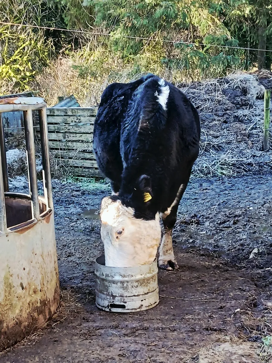 Dry cow - Image 3