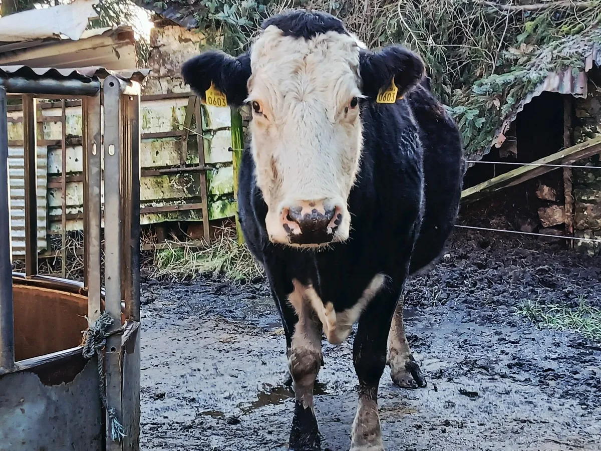 Dry cow - Image 4