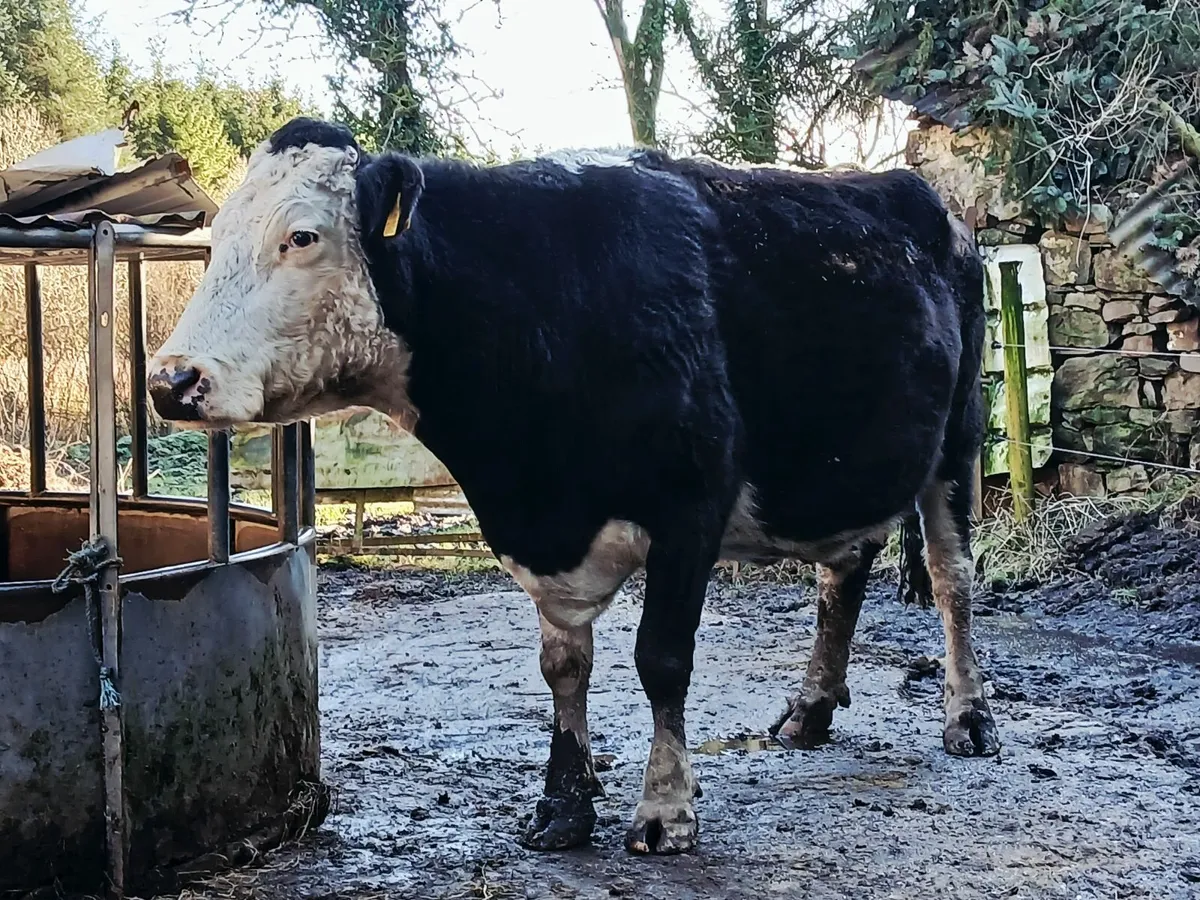 Dry cow - Image 1