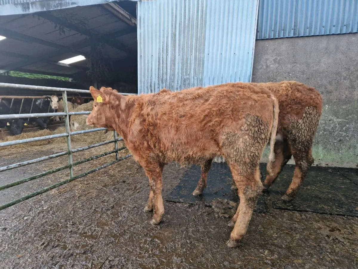 2 Breeding Heifers - Image 3