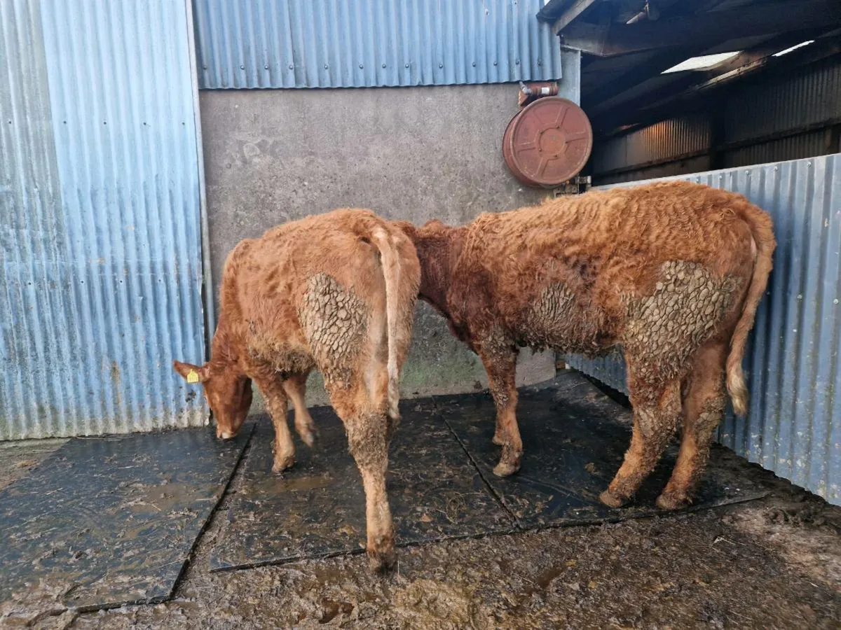 2 Breeding Heifers - Image 4