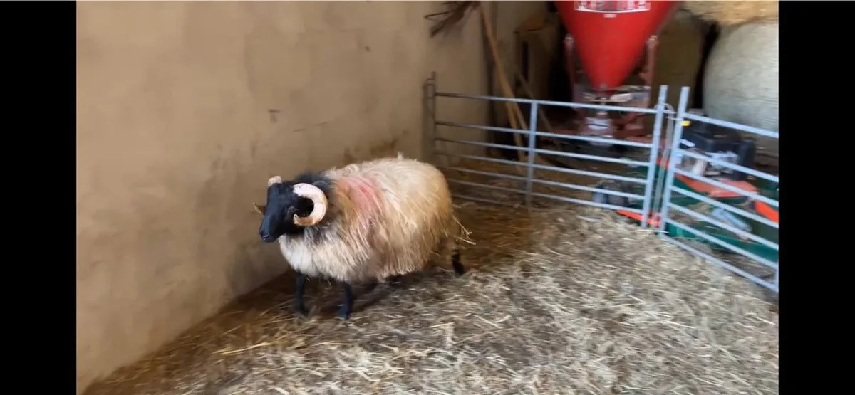 ✅Mayo Blackface Ram Lambs✅ - Image 1