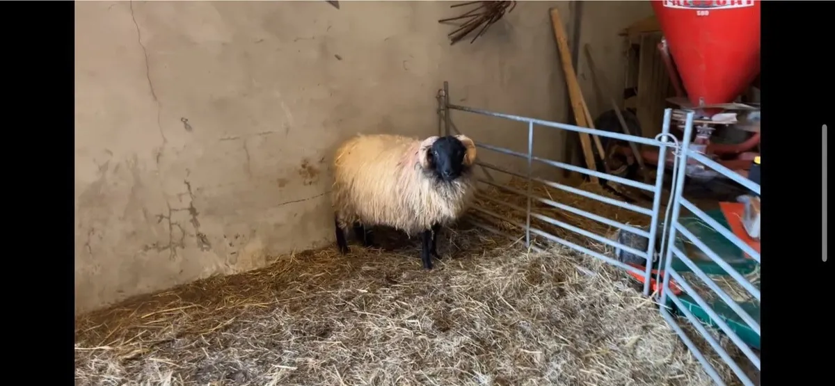 ✅Mayo Blackface Ram Lambs✅ - Image 2