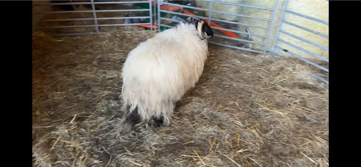 ✅Mayo Blackface Ram Lambs✅ - Image 3