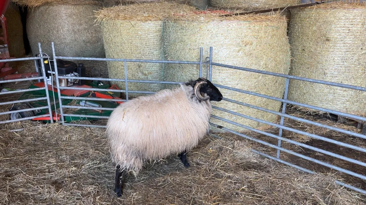 ✅Mayo Blackface Ram Lambs✅ - Image 4