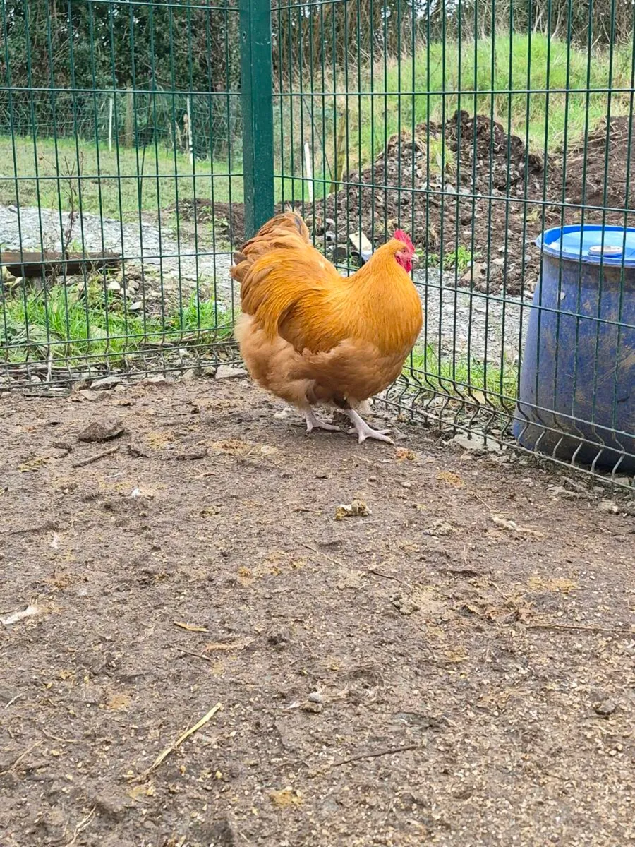 Buff Orprington Roosters - Image 3