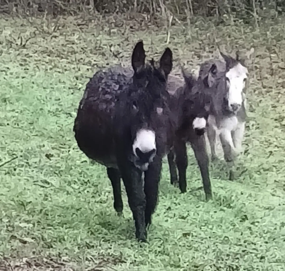 Donkeys - Image 1