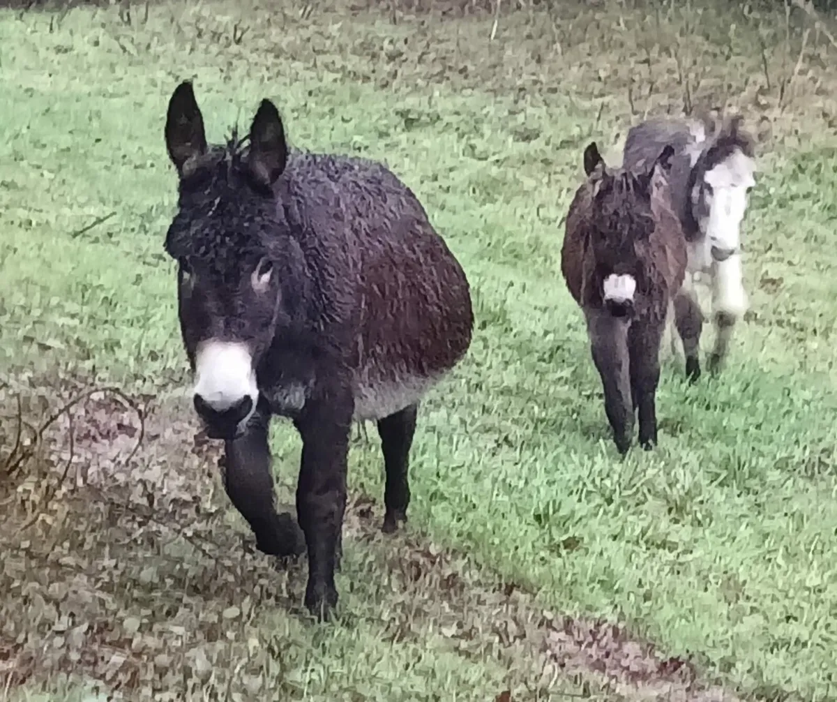 Donkeys - Image 2