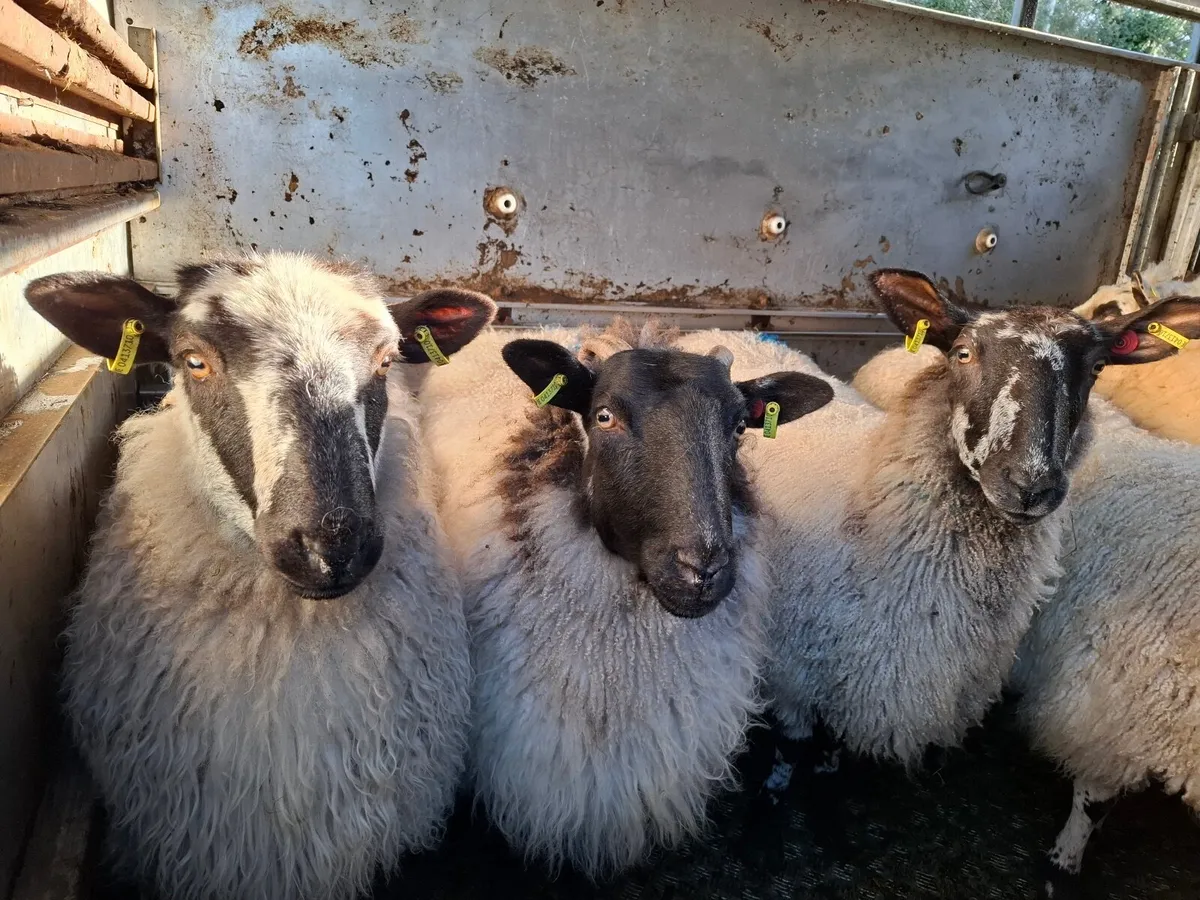 Organic Hogget Ewes - Image 1