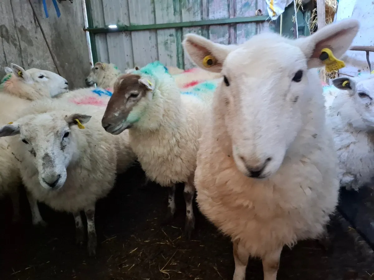 Organic Hogget Ewes - Image 2