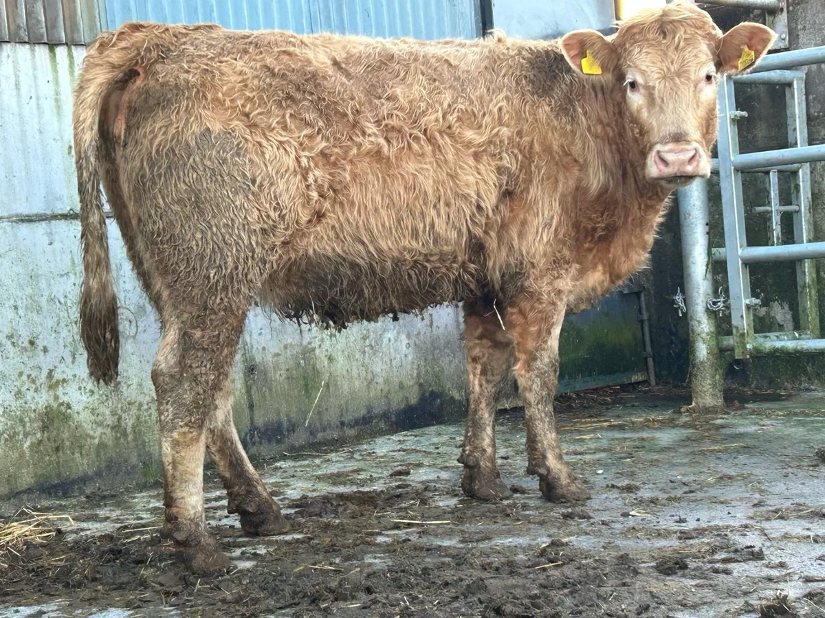 3 super golden charlois incalf heifers - Image 2