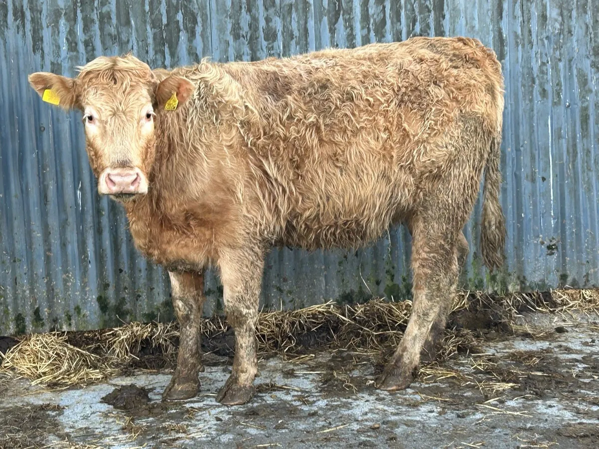 3 super golden charlois incalf heifers - Image 3