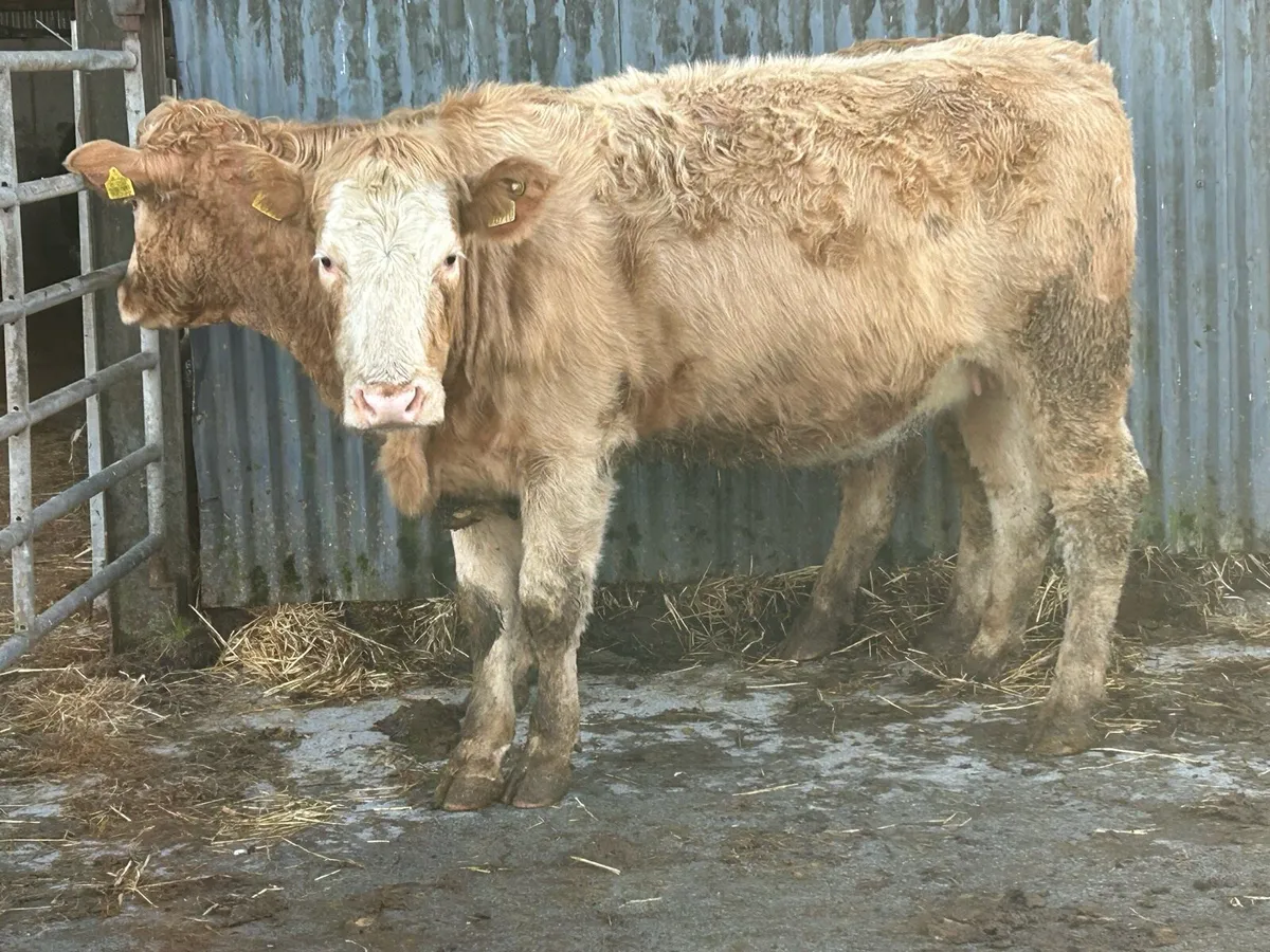 3 super golden charlois incalf heifers - Image 4