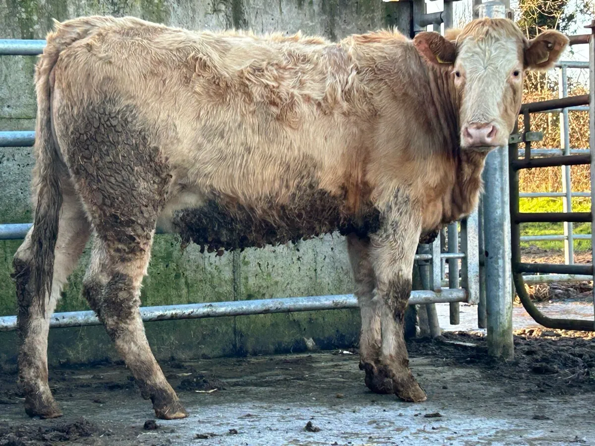 3 super golden charlois incalf heifers - Image 1