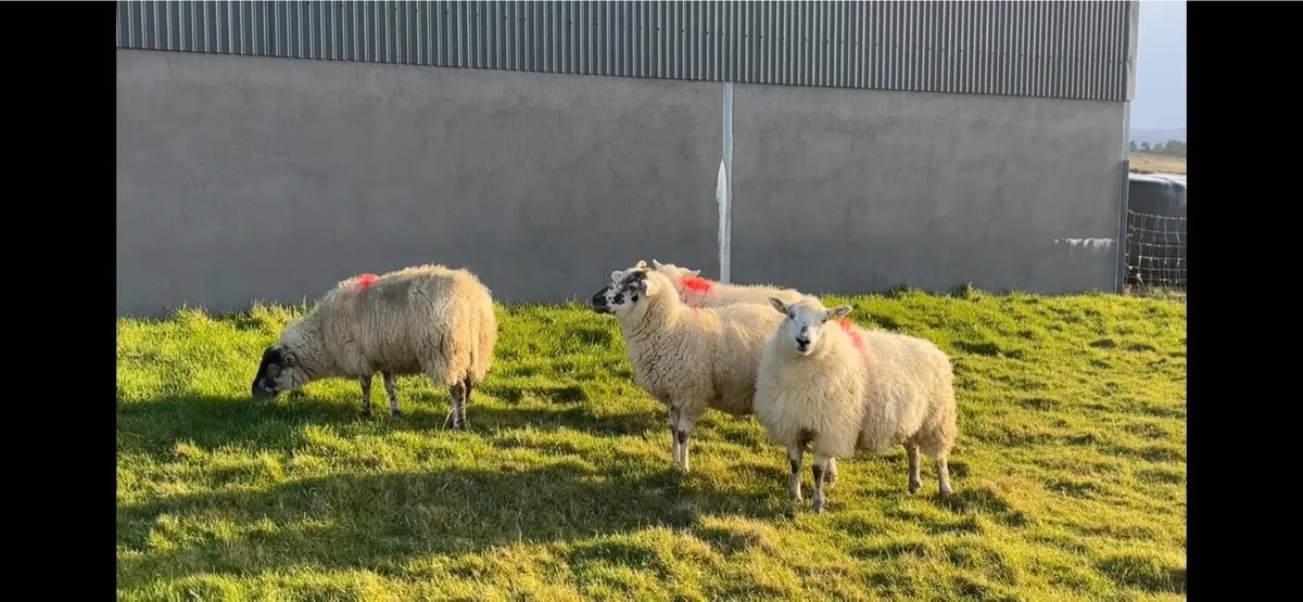 ✅4 XBred Ewes✅ - Image 1