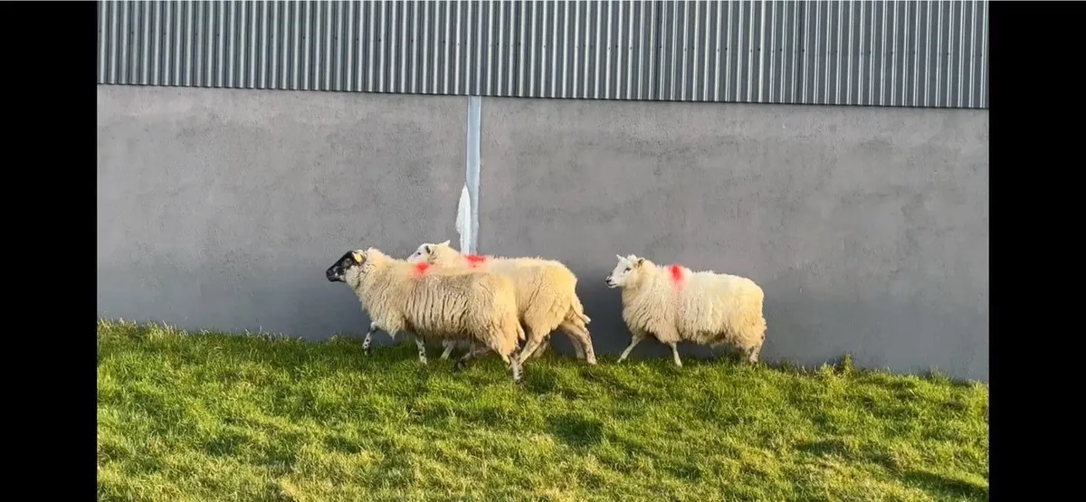 ✅4 XBred Ewes✅ - Image 2