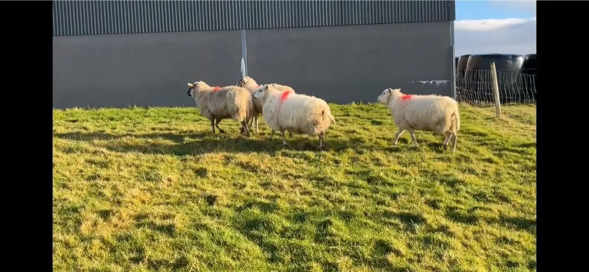 ✅4 XBred Ewes✅ - Image 3