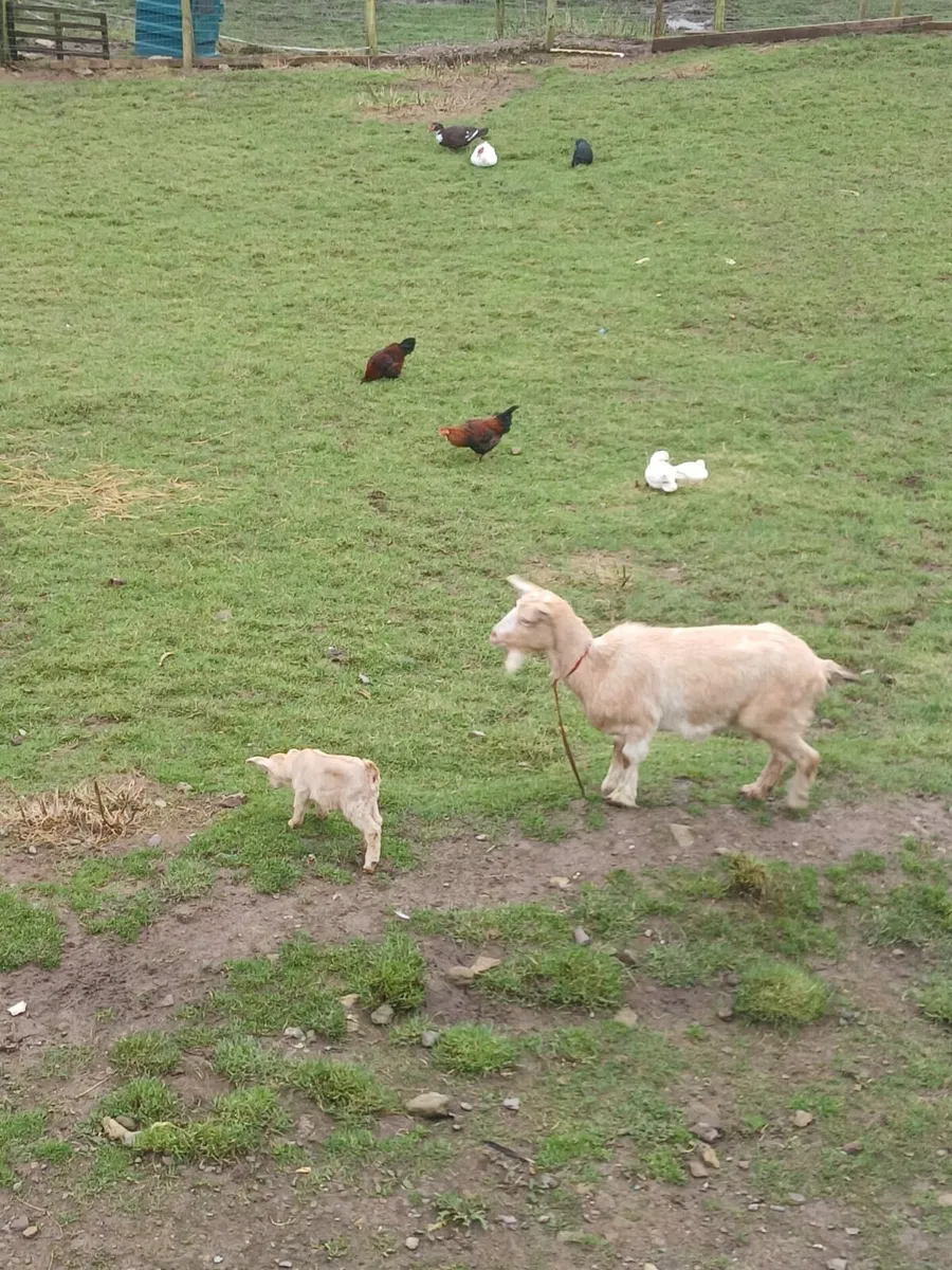 Golden Guernsey goat & kid - Image 1