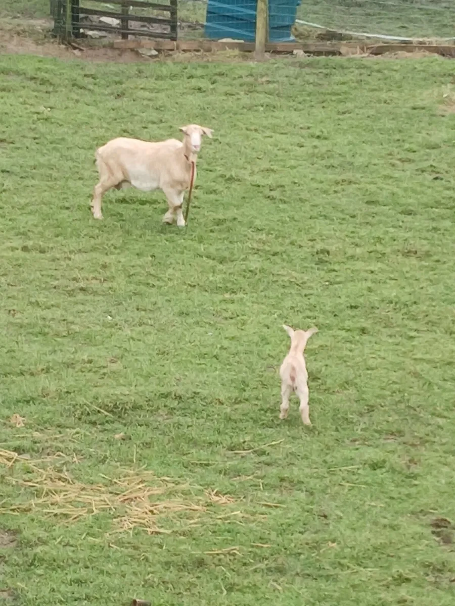 Golden Guernsey goat & kid - Image 3