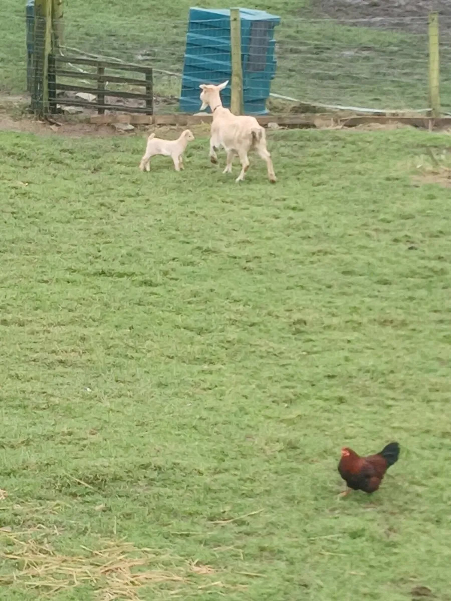Golden Guernsey goat & kid - Image 4