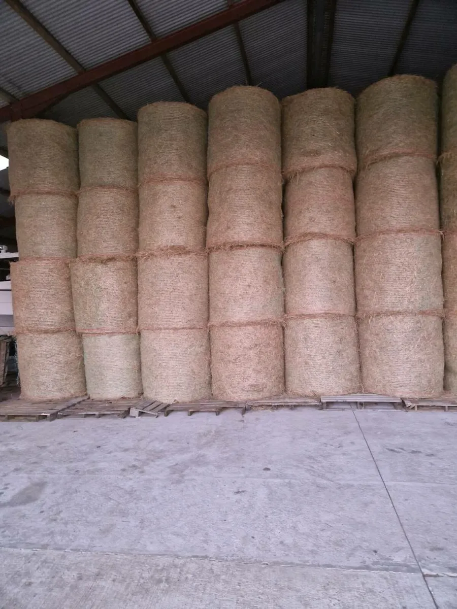 Hay - Image 2