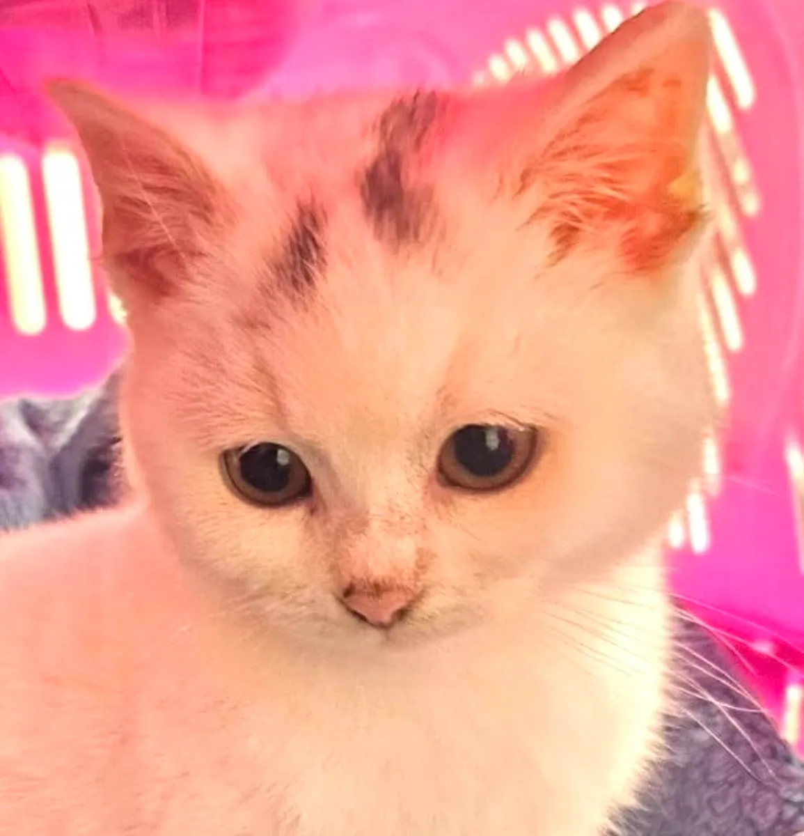 Catstrust adoption and protection. Rescued . - Image 1