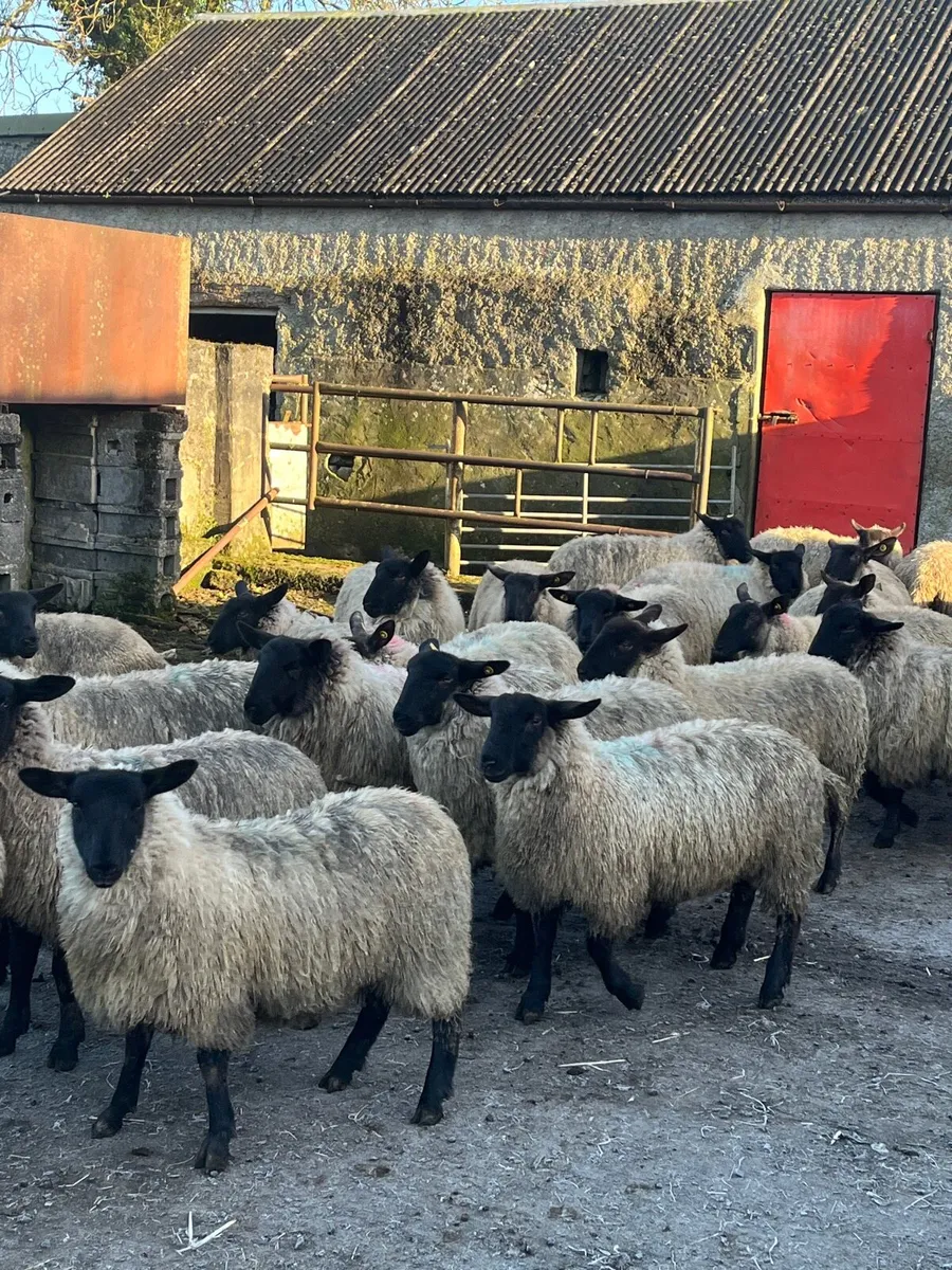 Ewe lambs - Image 1