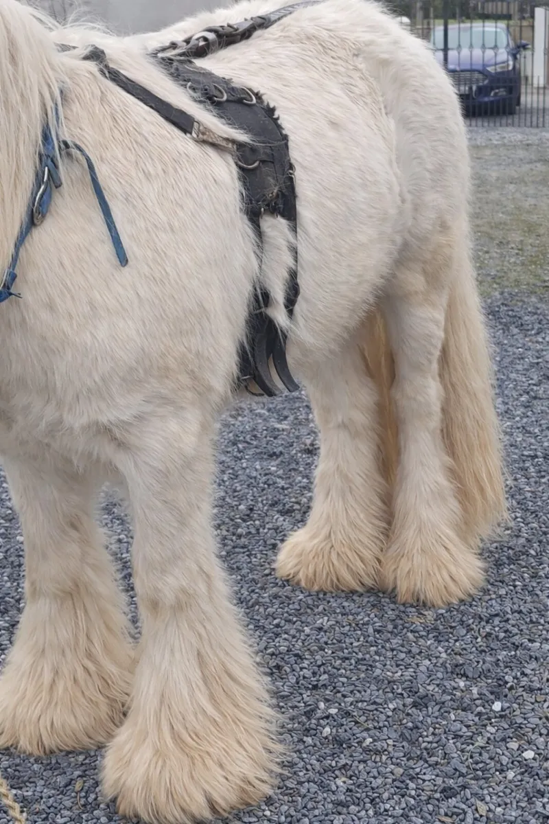 Heavy stallion - Image 2