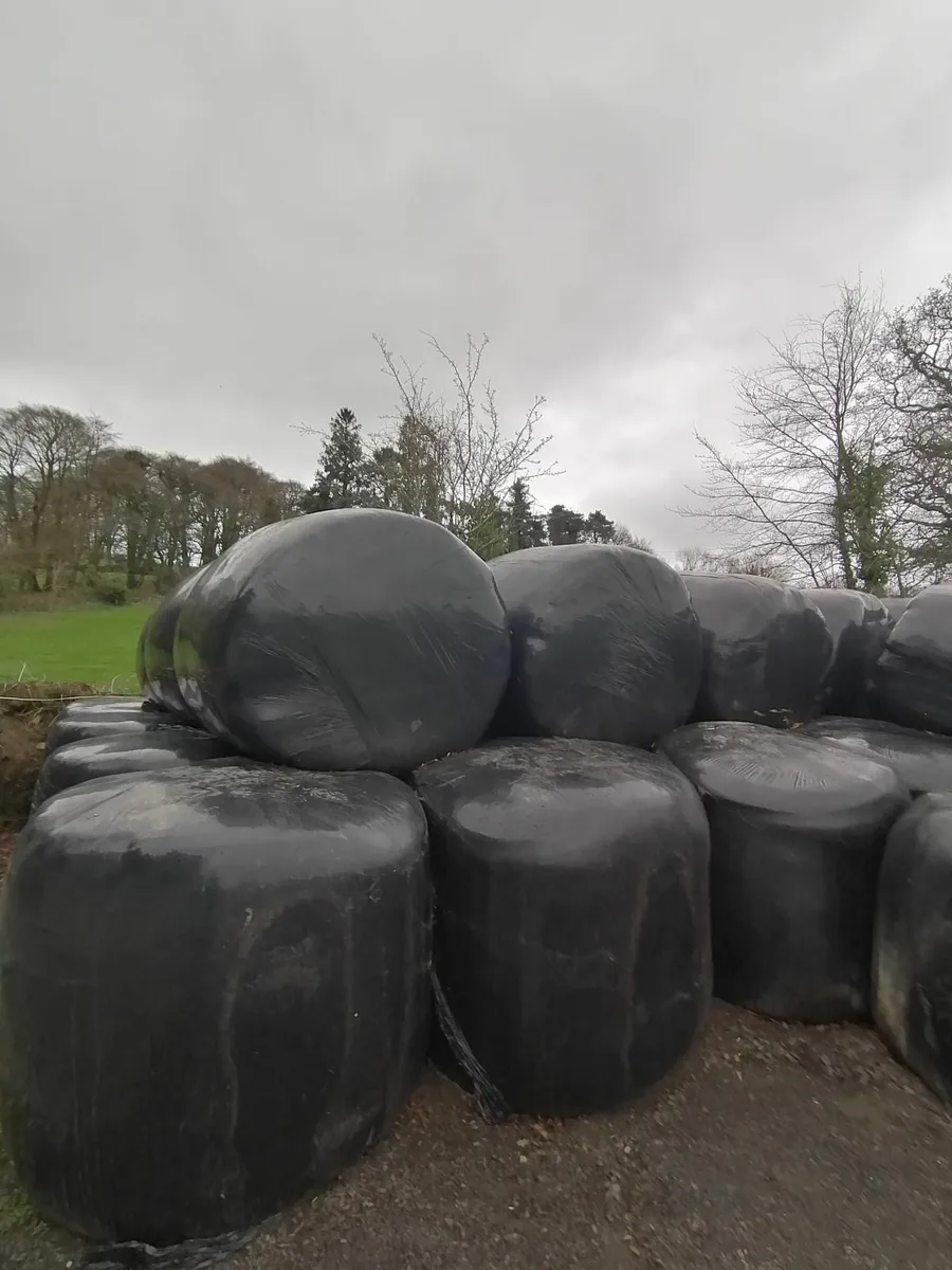 Good quality silage bales - Image 3