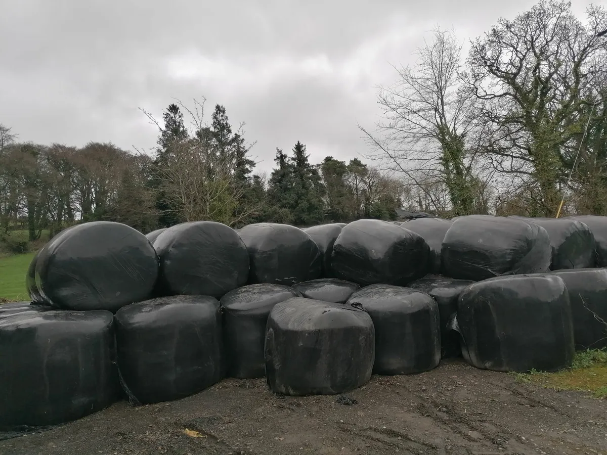 Good quality silage bales - Image 4