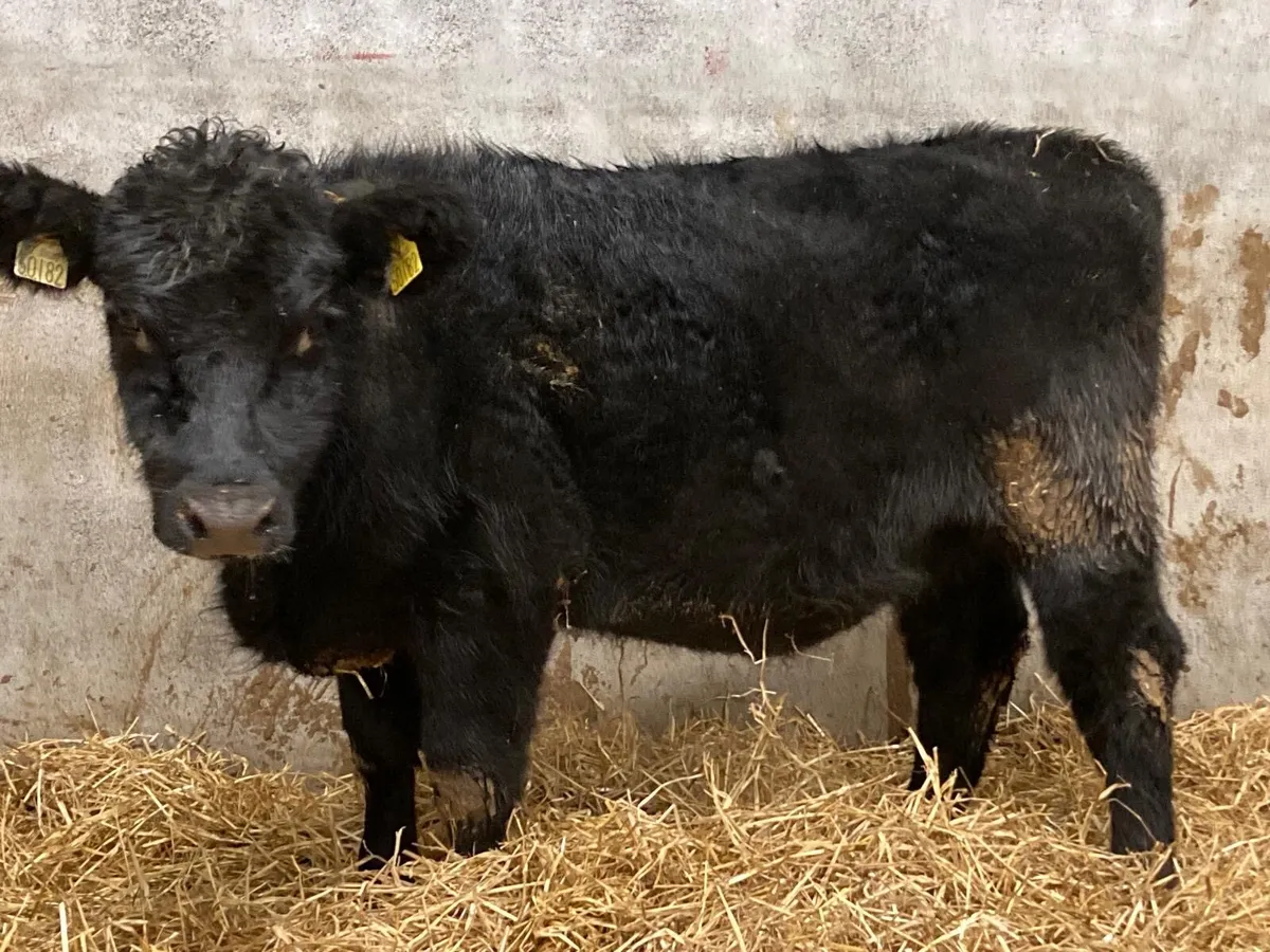 Pedigree Angus Heifers - Image 1