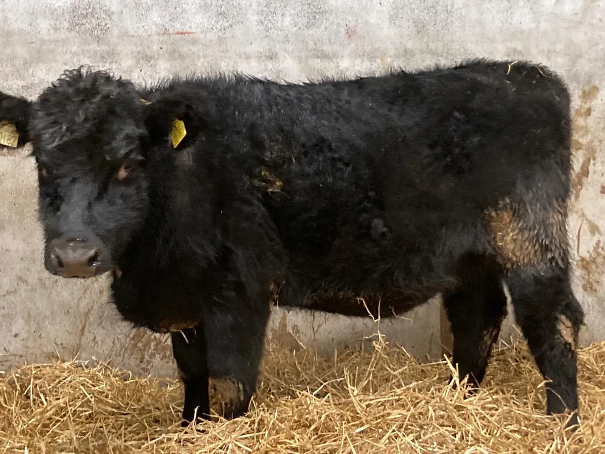 Pedigree Angus Heifers - Image 2